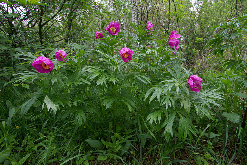 Image of Paeonia anomala specimen.