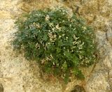 Sarcocapnos enneaphylla. Цветущее растение. Испания, Кастилия-Ла-Манча, г. Cuenca, отвесный скальный склон. Январь 2016 г.