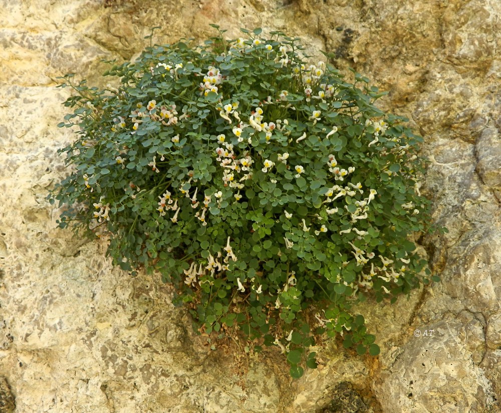 Image of Sarcocapnos enneaphylla specimen.