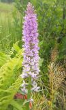 Dactylorhiza urvilleana