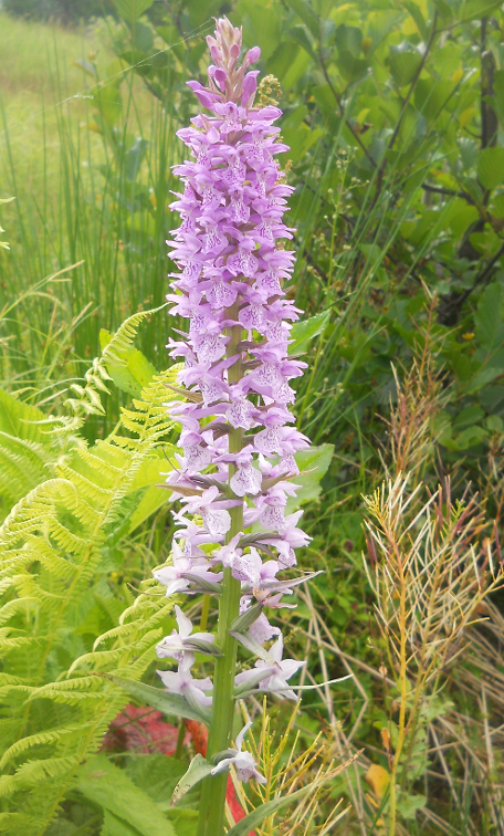 Image of Dactylorhiza urvilleana specimen.