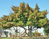 Euonymus japonicus