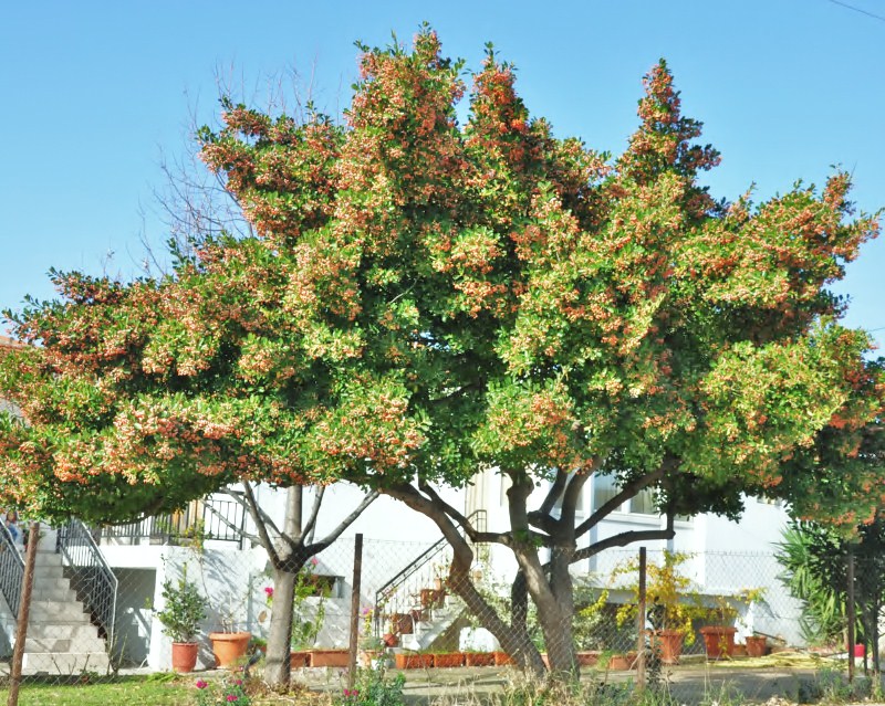 Изображение особи Euonymus japonicus.