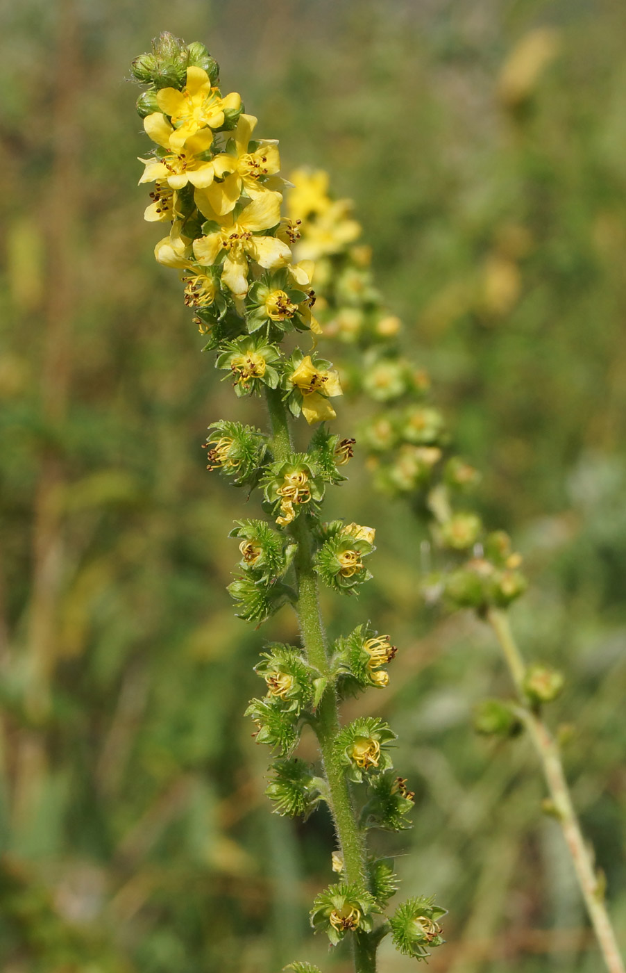 Изображение особи Agrimonia asiatica.