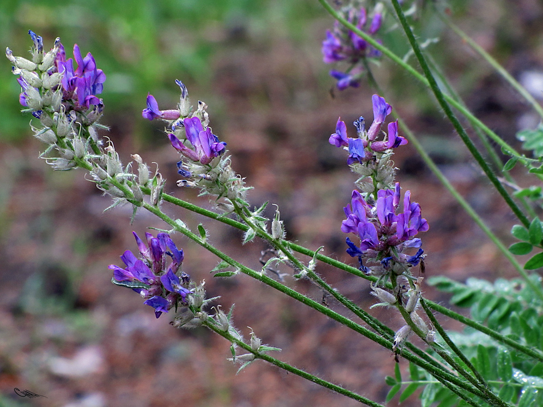 Изображение особи Oxytropis campanulata.