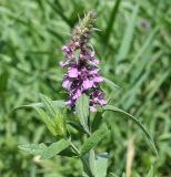 Stachys palustris