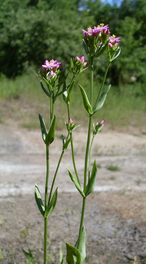 Изображение особи Centaurium erythraea.