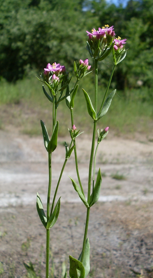 Image of Centaurium erythraea specimen.