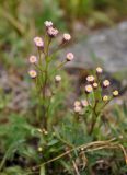 Erigeron politus. Верхушки цветущих растений. Бурятия, Окинский р-н, падь Хи-Гол (выс. около 2000 м н.у.м.), окраина лавового поля. 10.07.2015.