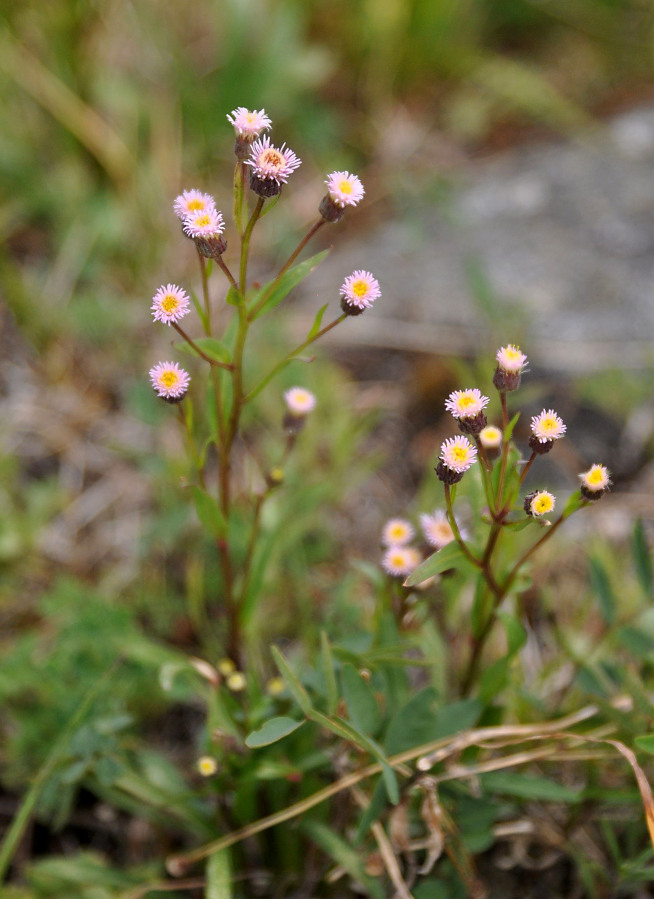 Image of Erigeron politus specimen.