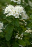 род Spiraea. Соцветие и листья. Ленинградская обл., в культуре. 06.06.2015.