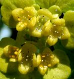 Chrysosplenium alternifolium. Цветки. Украина, Киев, заказник \"Лесники\", болотистая западина в грабовом лесу. 8 апреля 2007 г.