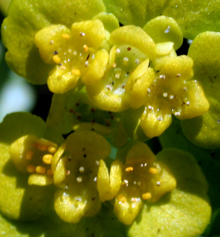 Image of Chrysosplenium alternifolium specimen.