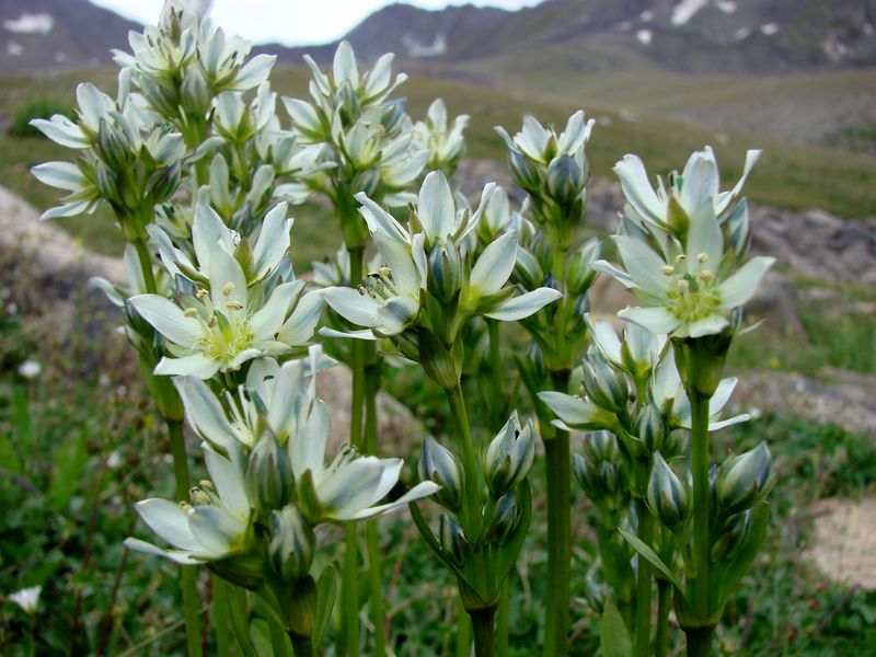 Image of Swertia graciliflora specimen.