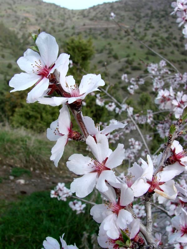 Изображение особи Amygdalus bucharica.