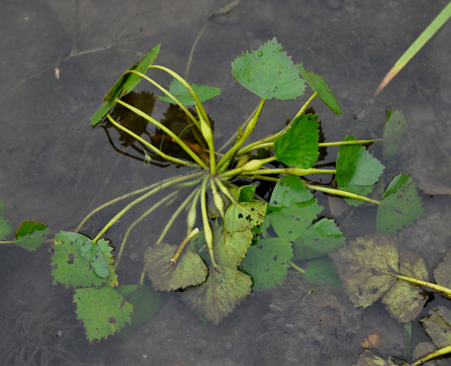 Image of genus Trapa specimen.