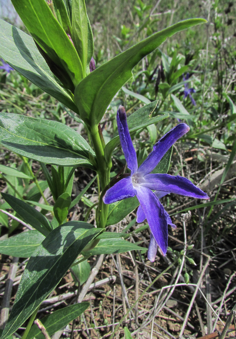 Изображение особи Vinca herbacea.