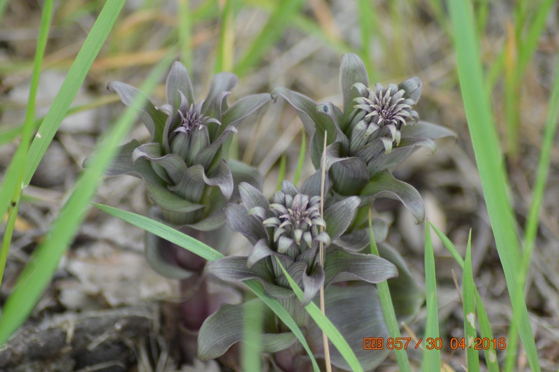 Image of Epipactis condensata specimen.