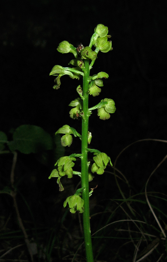 Изображение особи Orchis punctulata.