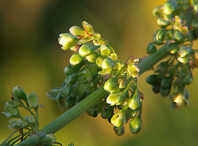 Изображение особи Rumex crispus.