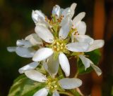 Amelanchier spicata