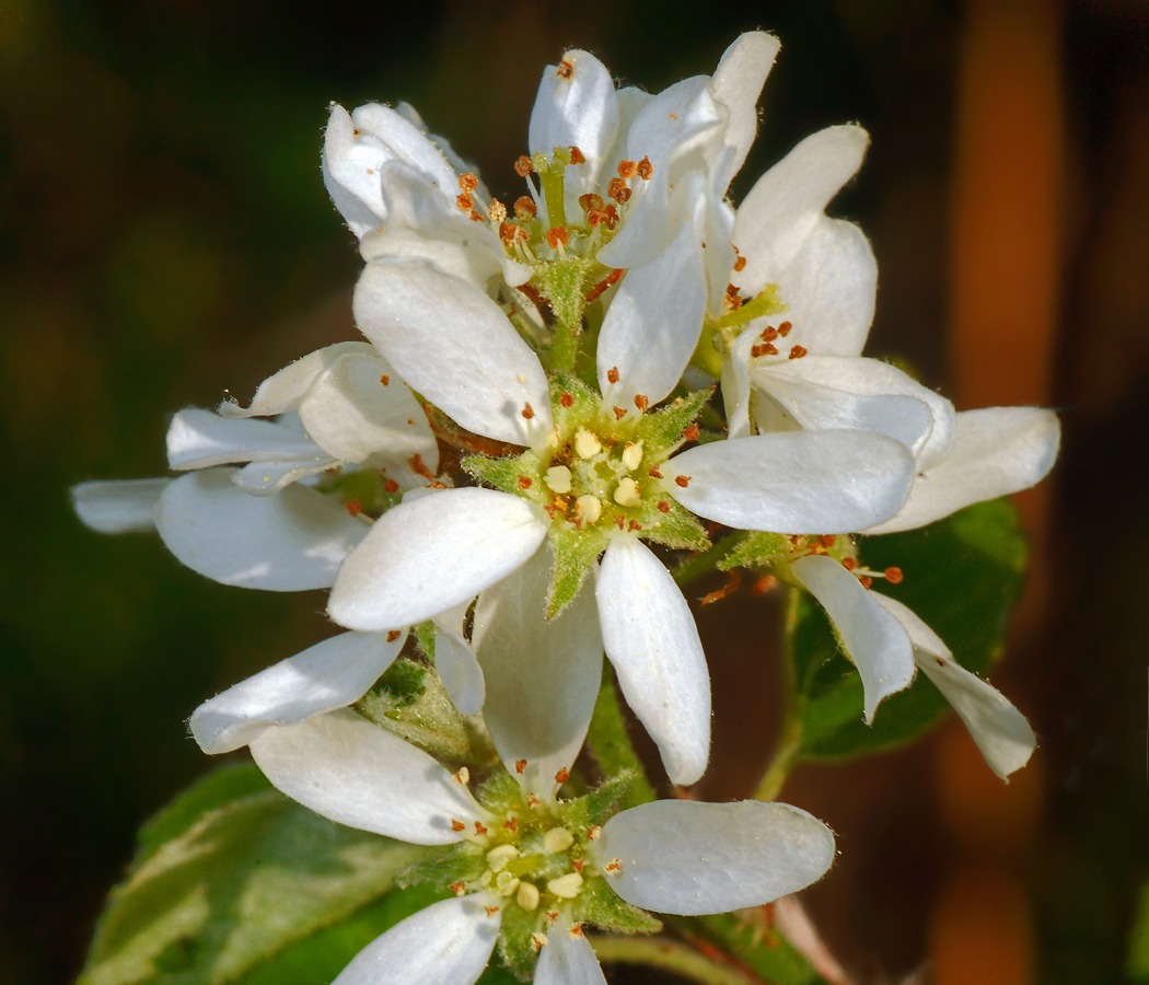 Image of Amelanchier spicata specimen.