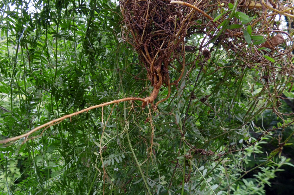 Image of Vicia hirsuta specimen.