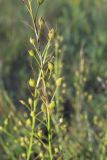 Bunias orientalis. Верхушка плодоносящего растения. Самарская обл., Волжский р-н, \"Ширяевский овраг\" в Жигулёвских горах. 18.07.2006.