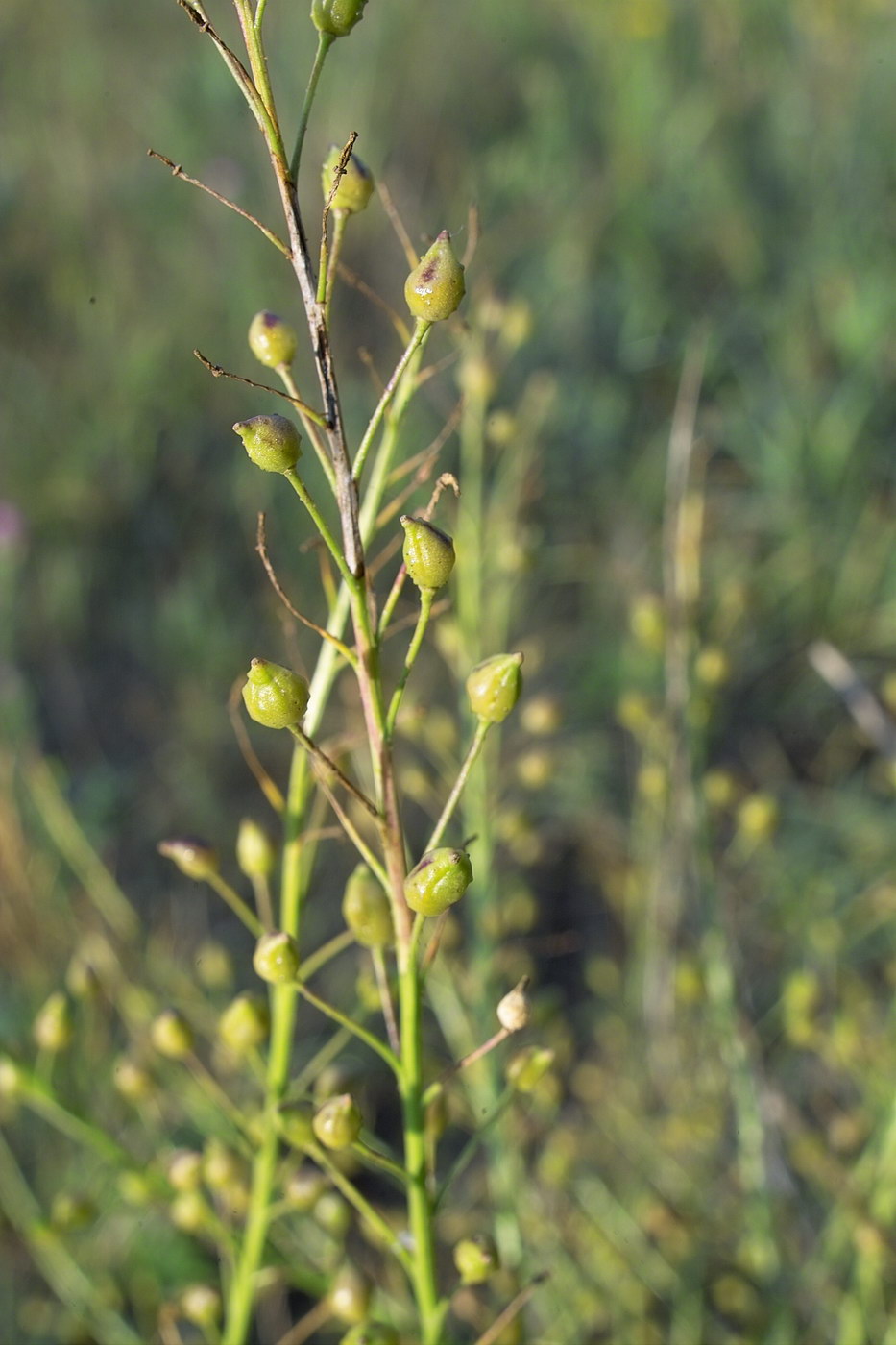 Image of Bunias orientalis specimen.