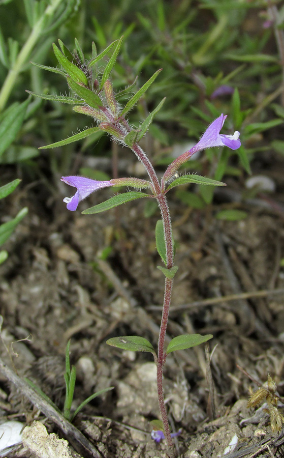 Image of Ziziphora taurica specimen.