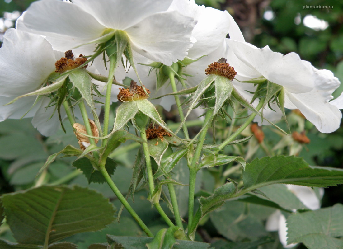 Image of genus Rosa specimen.