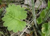 Primula cortusoides