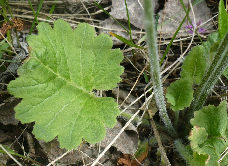 Image of Primula cortusoides specimen.