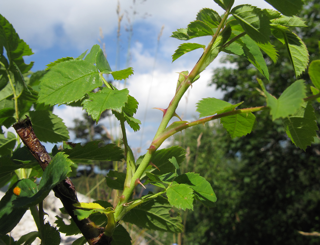 Image of genus Rosa specimen.