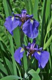 Iris setosa