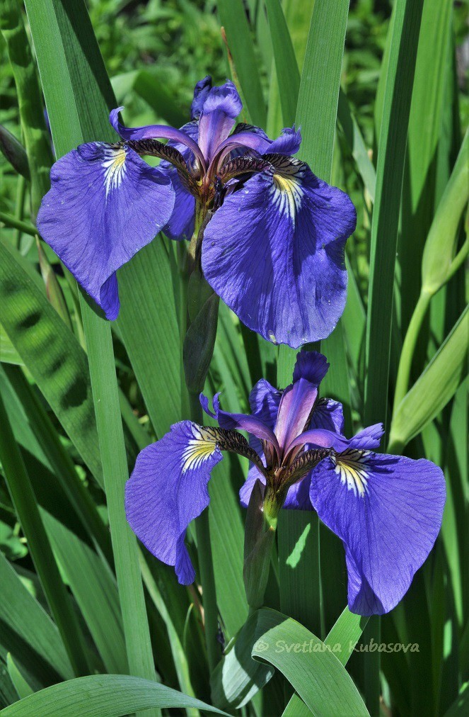 Изображение особи Iris setosa.