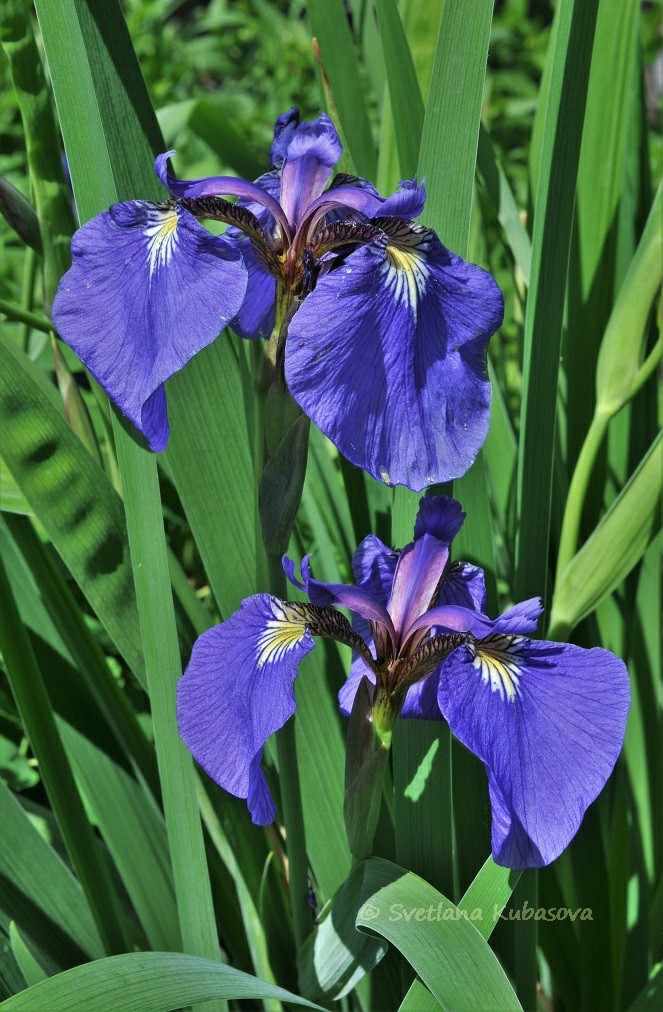 Image of Iris setosa specimen.