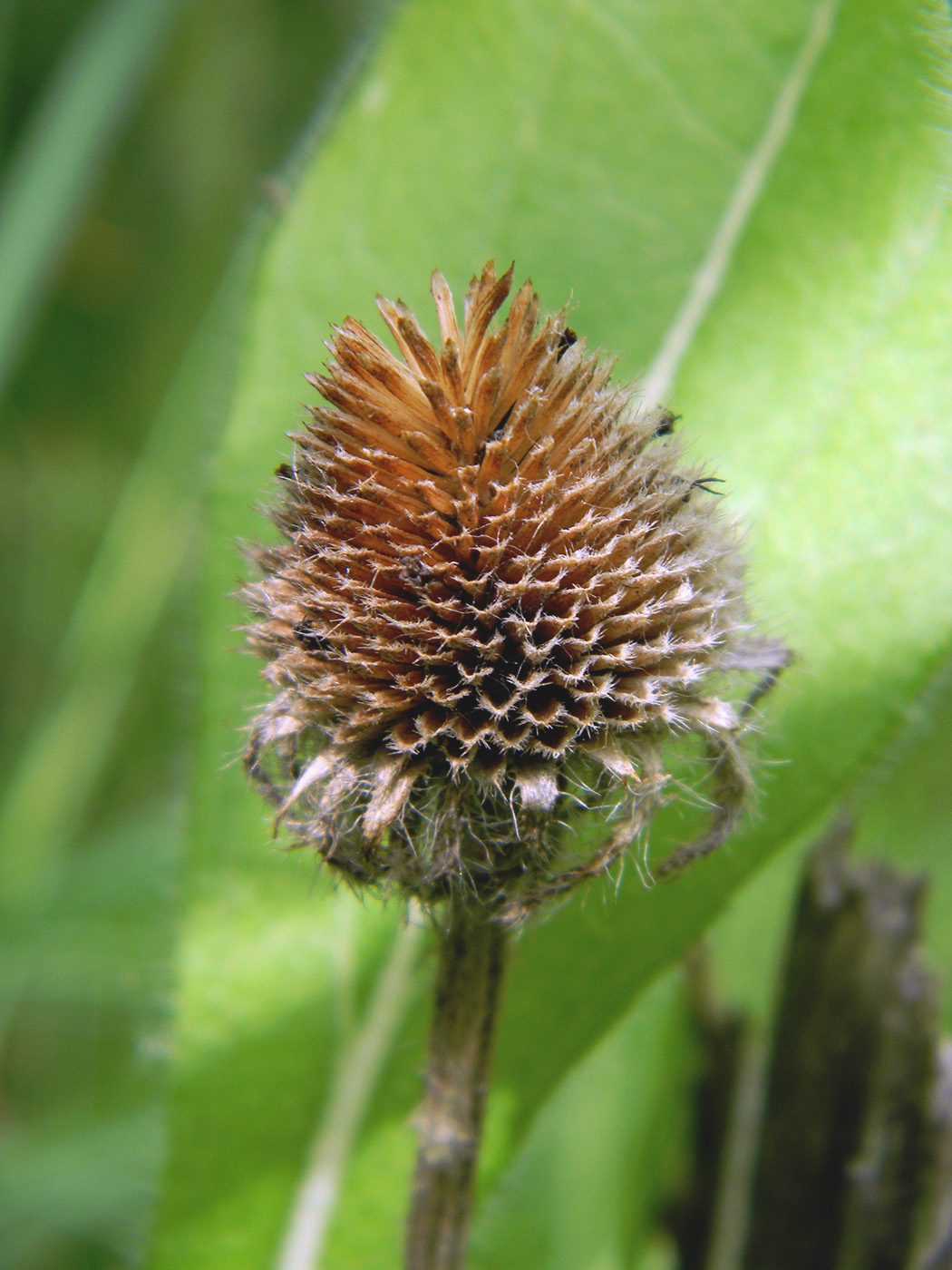 Image of Rudbeckia hirta specimen.