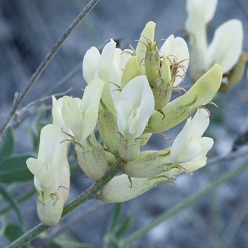 Изображение особи Astragalus albicaulis.