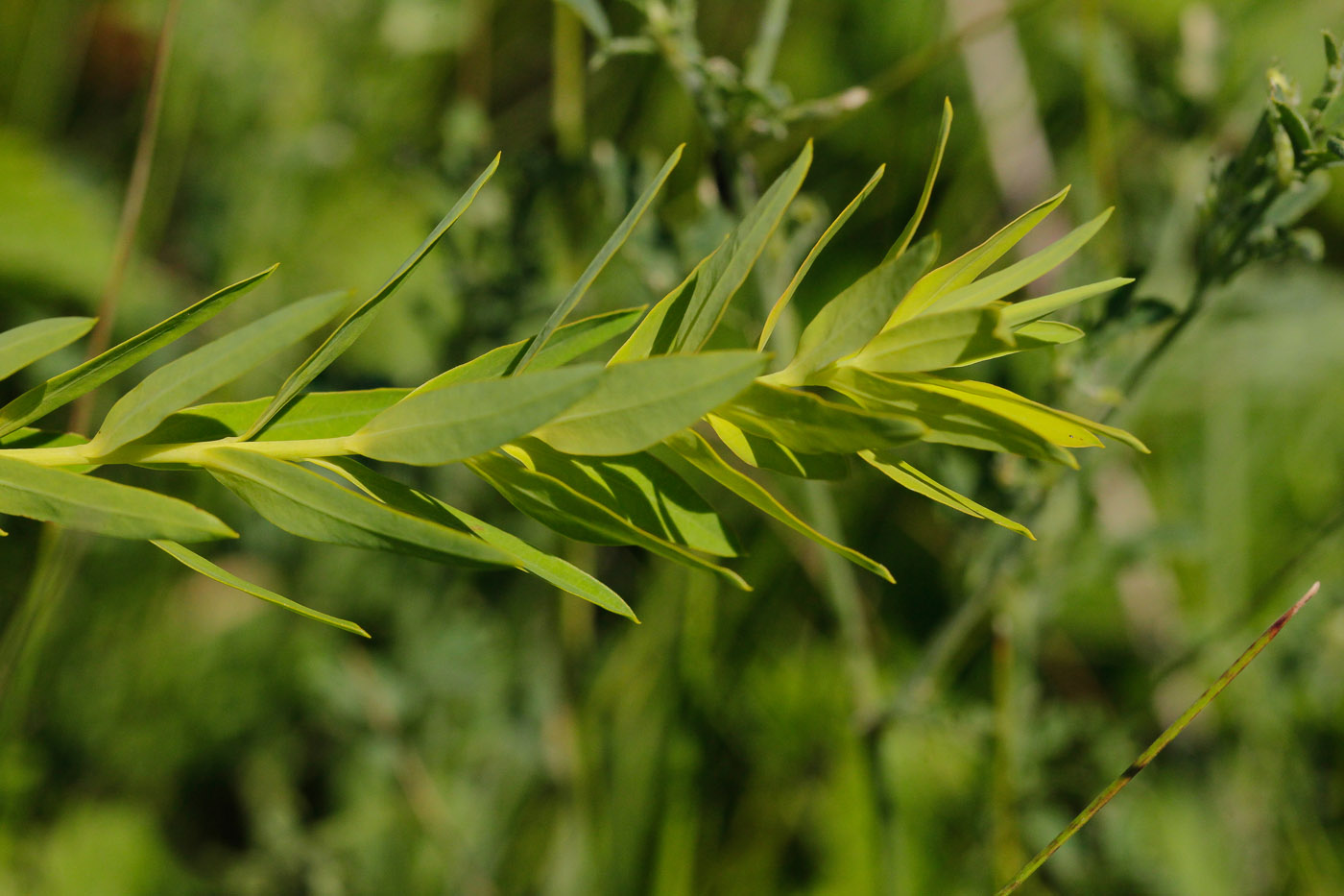 Image of Euphorbia virgata specimen.