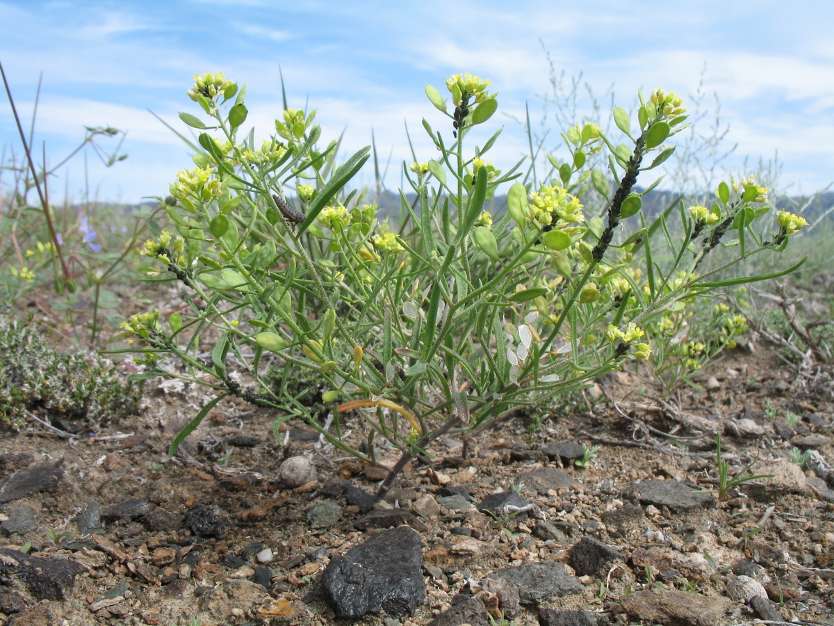 Image of Meniocus linifolius specimen.