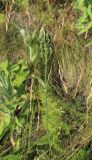 Plantago urvillei