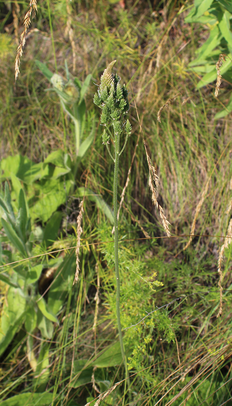 Изображение особи Plantago urvillei.