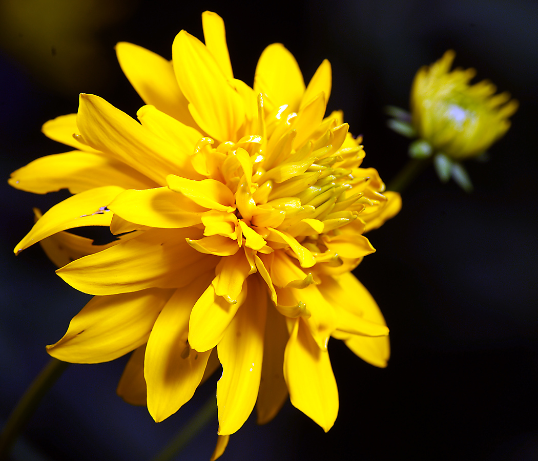 Image of Rudbeckia laciniata var. hortensia specimen.