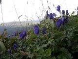 Aconitum paskoi