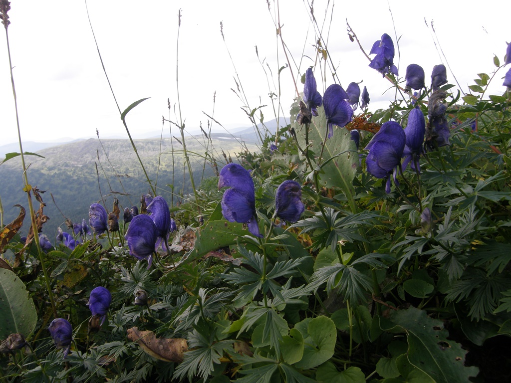 Изображение особи Aconitum paskoi.