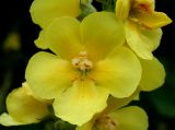 Verbascum phlomoides