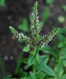 Mentha spicata