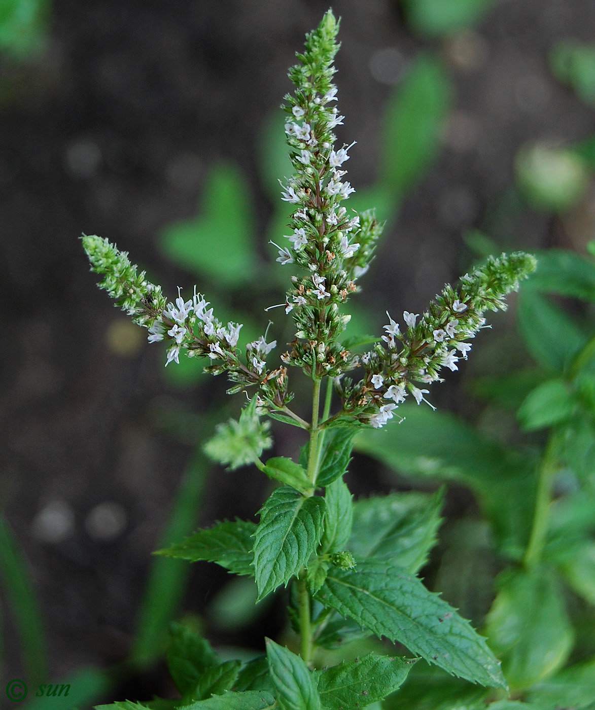 Image of Mentha spicata specimen.