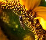 Helianthus annuus. Часть соцветия (культивар карликовый САНСПОТ) с кормящейся мухой-журчалкой. Московская обл., Раменский р-н, окр. дер. Хрипань, садовый участок 31.08.2016.